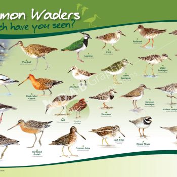 Common Waders Birds Identification panel