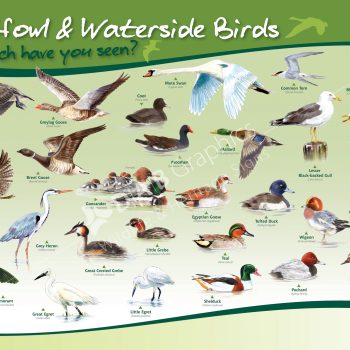 Wildfowl and Waterside Bird Identification panel